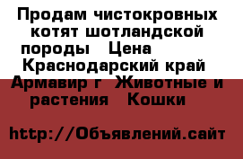 Продам чистокровных котят шотландской породы › Цена ­ 3 000 - Краснодарский край, Армавир г. Животные и растения » Кошки   